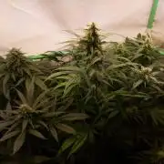 Super³Sativas