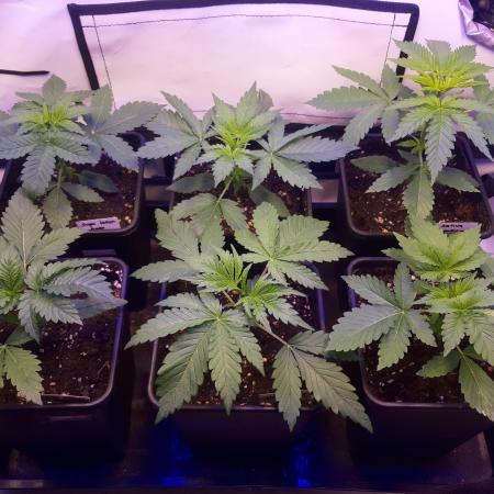 Super³Sativas