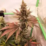 Taste the Terps 🍊