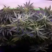 Super³Sativas