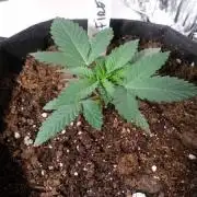 1st Fire Og Grow