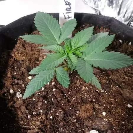 1st Fire Og Grow