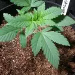 1st Skywalker OG grow