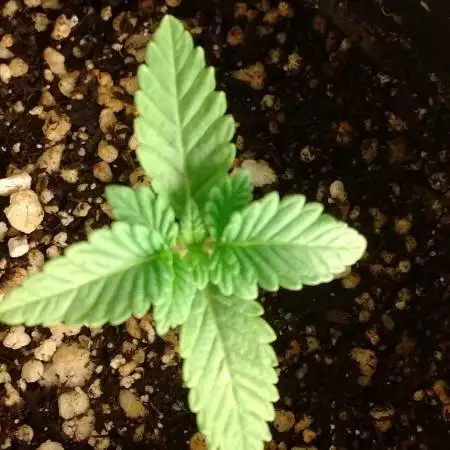 Mom's Old Fashion Girl Scout Cookies