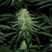 Amazing smelling 70% sativas