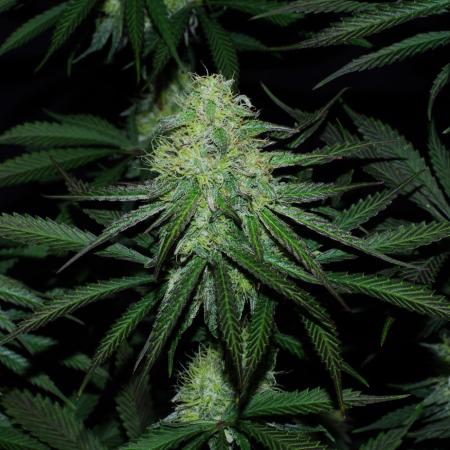 Amazing smelling 70% sativas