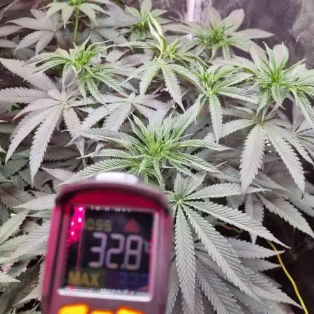 Co2 grow: 2* Sundae Supper - Solfire