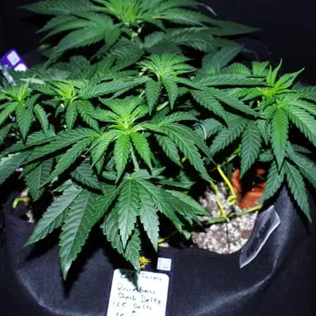 CO2 Grow: LIT Farms & Humboldt S. C.