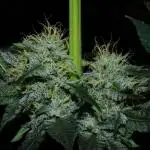 CO2 Grow: LIT Farms & Humboldt S. C.