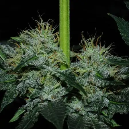 CO2 Grow: LIT Farms & Humboldt S. C.