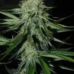 Co2 grow: 2* Sundae Supper - Solfire