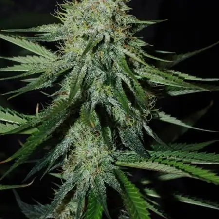 Co2 grow: 2* Sundae Supper - Solfire