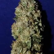 CO2 Grow: LIT Farms & Humboldt S. C.