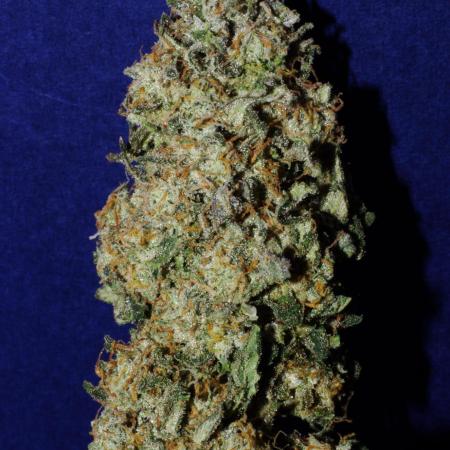 CO2 Grow: LIT Farms & Humboldt S. C.