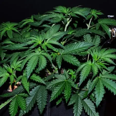 CO2 Grow: Umami & Exotic Genetix