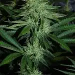CO2 Grow: Umami & Exotic Genetix
