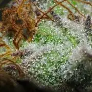 Amazing smelling 70% sativas