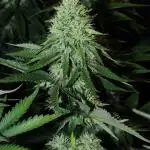 CO2 Grow: Umami & Exotic Genetix