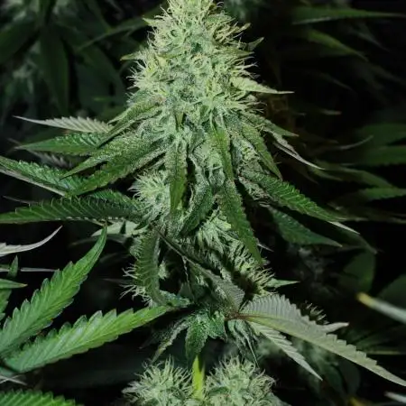 CO2 Grow: Umami & Exotic Genetix