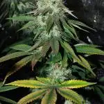 Co2 grow: 2* Sundae Supper - Solfire