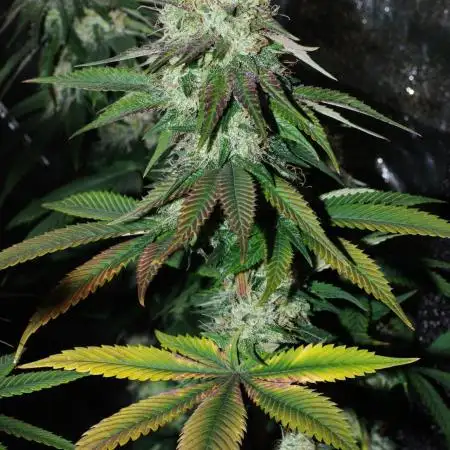 Co2 grow: 2* Sundae Supper - Solfire