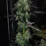CO2 Grow: Umami & Exotic Genetix