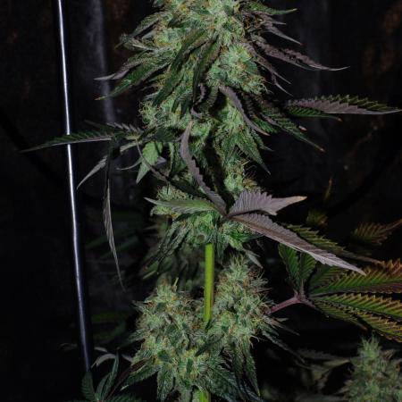 CO2 Grow: Umami & Exotic Genetix