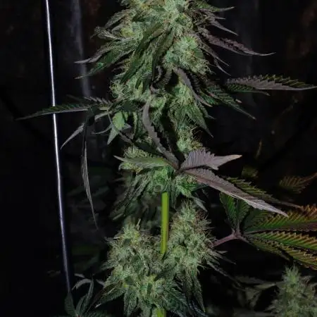 CO2 Grow: Umami & Exotic Genetix