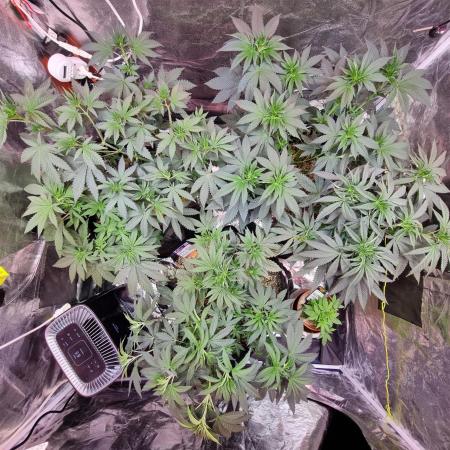 CO2 Grow: Umami & Exotic Genetix