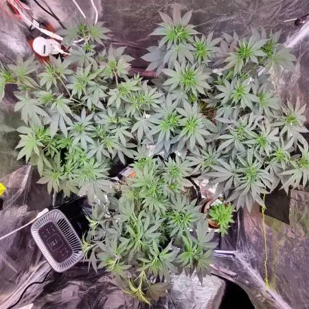 CO2 Grow: Umami & Exotic Genetix
