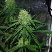 Amazing smelling 70% sativas