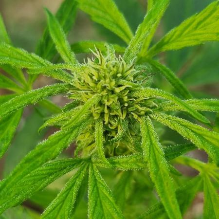 3 Autos: Outdoor under Polytunnel