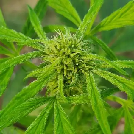 3 Autos: Outdoor under Polytunnel