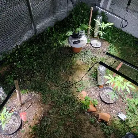 3 Autos: Outdoor under Polytunnel