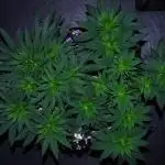 Co2 grow: 2* Sundae Supper - Solfire