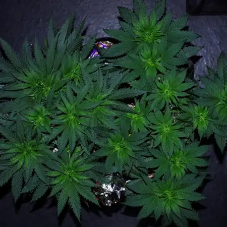 Co2 grow: 2* Sundae Supper - Solfire