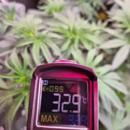 CO2 Grow: LIT Farms & Humboldt S. C.