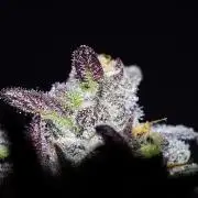 xPC surprising test grow