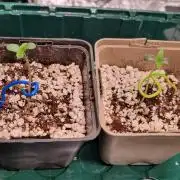 Amazing smelling 70% sativas