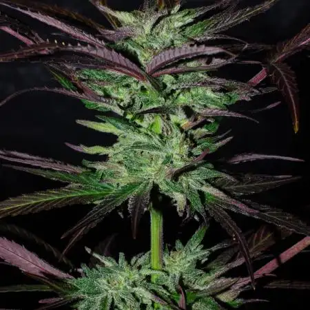 3 Autos: Outdoor under Polytunnel