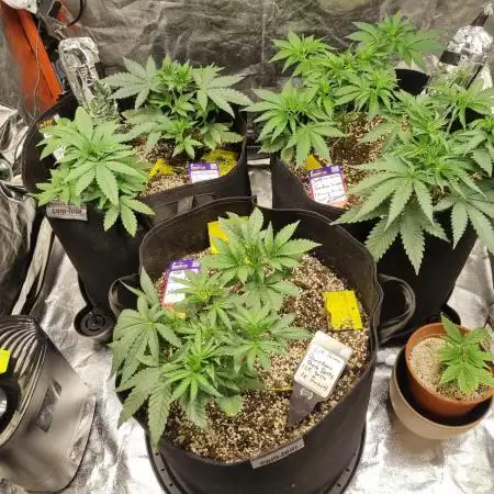 CO2 Grow: Umami & Exotic Genetix