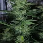 CO2 Grow: LIT Farms & Humboldt S. C.