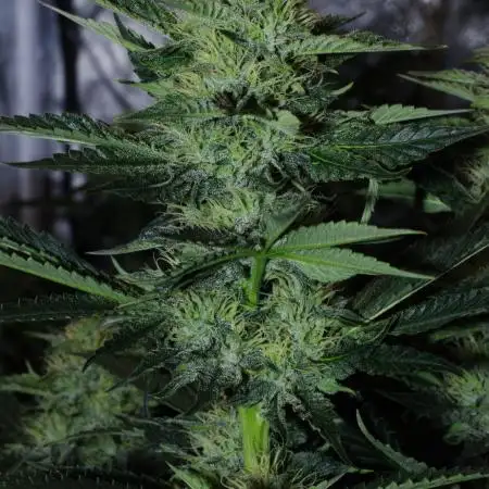 CO2 Grow: LIT Farms & Humboldt S. C.