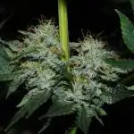 CO2 Grow: LIT Farms & Humboldt S. C.