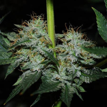 CO2 Grow: LIT Farms & Humboldt S. C.