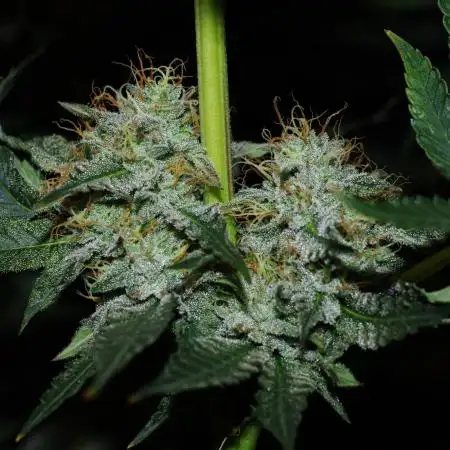 CO2 Grow: LIT Farms & Humboldt S. C.