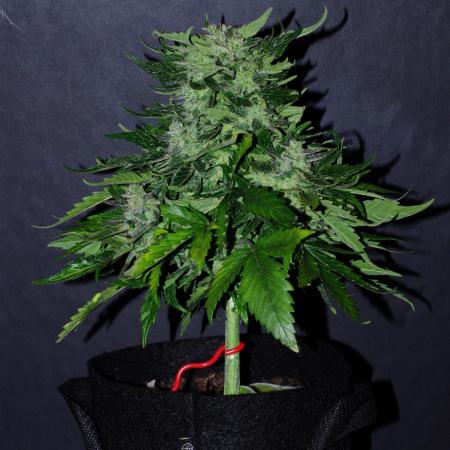 Black Toffee Testrun