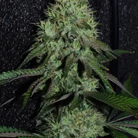 CO2 Grow: Umami & Exotic Genetix