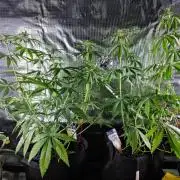 Amazing smelling 70% sativas