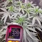 Co2 grow: 2* Sundae Supper - Solfire